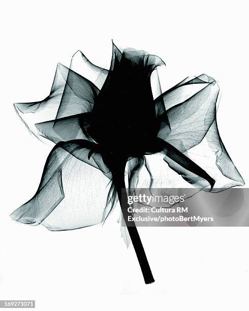 x-ray image of rose - photogramm stock-fotos und bilder