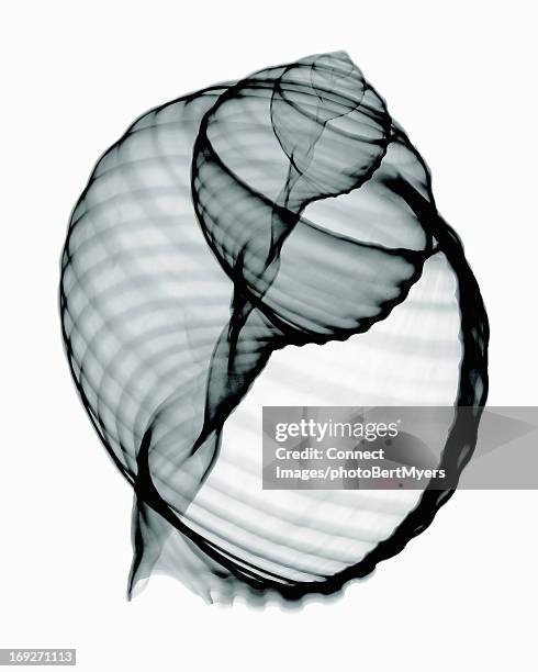 X Rayed Objects X Ray Objects Photos and Premium High Res Pictures - Getty Images
