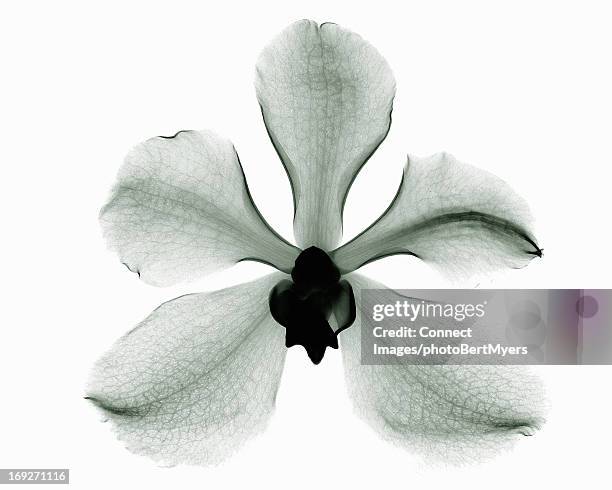 x-ray image of orchid flower - negative image technique stock pictures, royalty-free photos & images