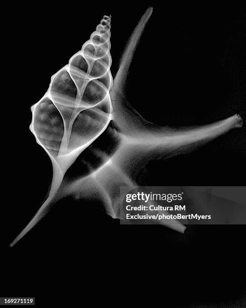 inverted image of pelican foot shell - single object nature stock pictures, royalty-free photos & images
