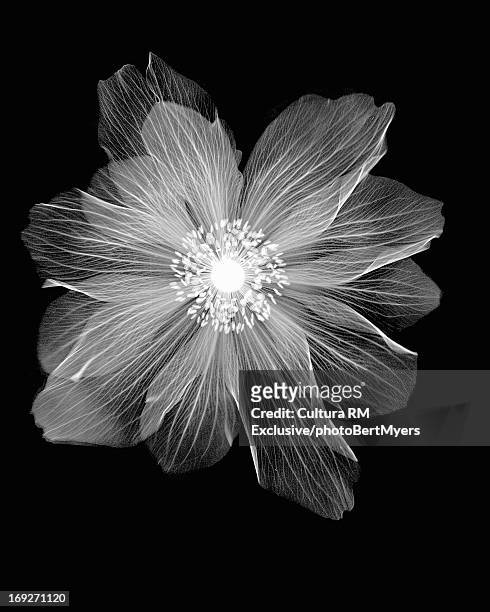 inverted image of ranunculus flower - flower x ray stock pictures, royalty-free photos & images