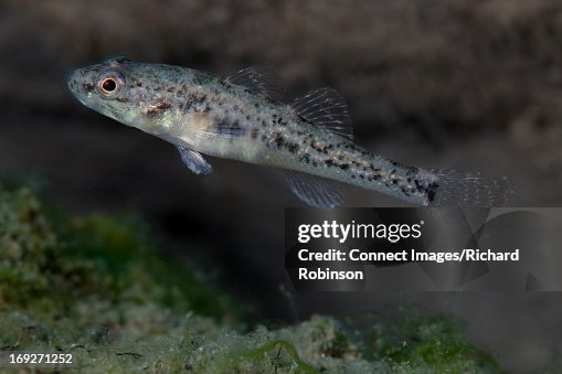 Bullu Fish Close Up Of Common Bully Fish High-Res Stock Photo - Getty Images
