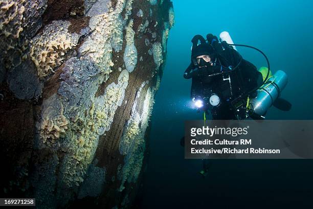 diver examining sponges underwater - aqualung diving equipment stock pictures, royalty-free photos & images