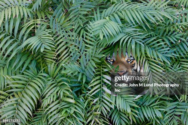 tiger peering through dense forest. - indochinese tiger stock-fotos und bilder