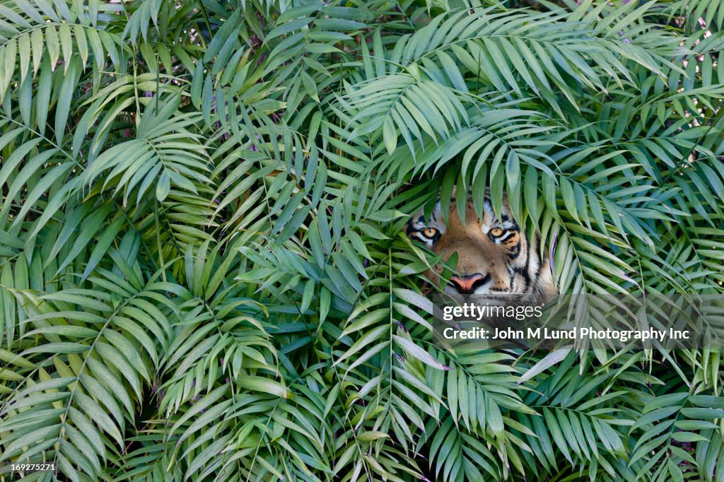 Tiger peering through dense forest.
