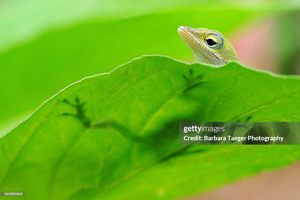 Lizard and shadow...