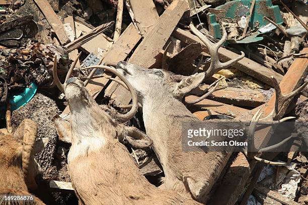 Hunting trophies lay among the debris of a destroyed home after a tornado ripped through the area on May 22, 2013 in Moore, Oklahoma. The tornado of...