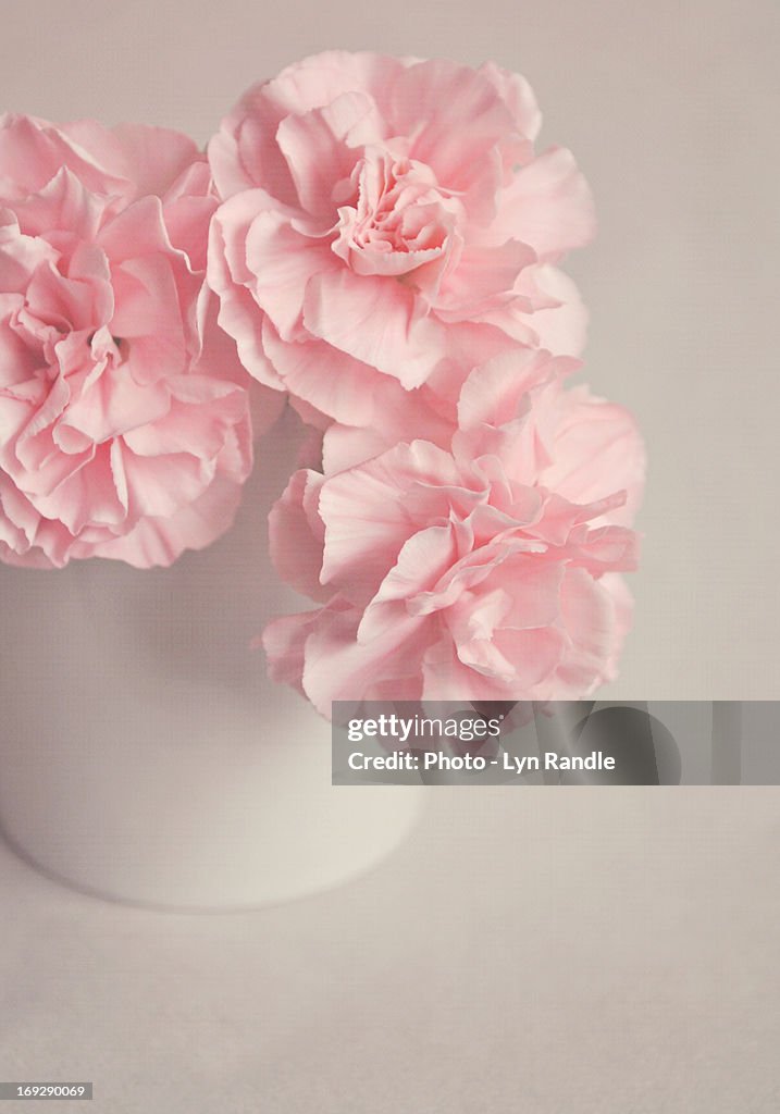 Frilly Pink Carnations