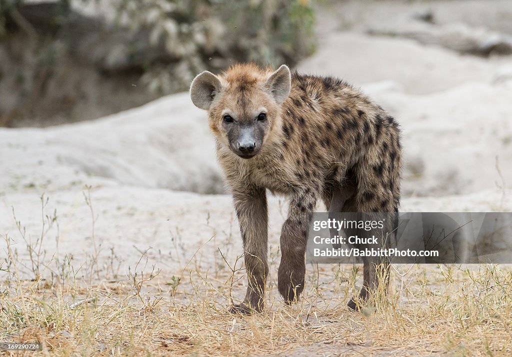 Spotted Hyena Cub