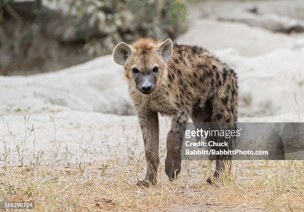 spotted hyena cub - spotted hyena stockfoto's en -beelden