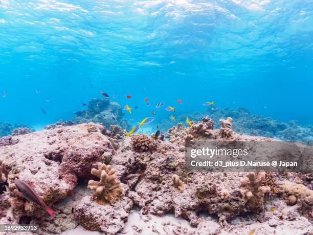 the beautiful schools of yellow and blueback fusilier and stout chromis and others in beautiful white beach and coral reef.

gahi island beach, zamami island, zamami vil., shimajiri, okinawa, japan.
photo taken november 24, 2022.
in underwater photography - yellowback fusilier bildbanksfoton och bilder