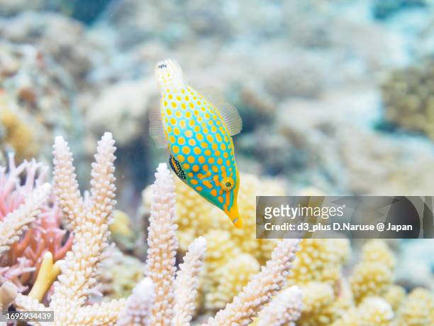 the cute harlequin filefish and others in wonderful coral reefs.

gahi island beach, zamami island, zamami vil., shimajiri, okinawa, japan.
photo taken november 24, 2022.
in underwater photography. - harlequin filefish stock-fotos und bilder