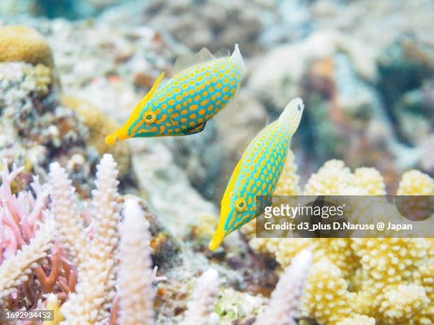the cute harlequin filefish and others in wonderful coral reefs.

gahi island beach, zamami island, zamami vil., shimajiri, okinawa, japan.
photo taken november 24, 2022.
in underwater photography. - harlequin filefish stock-fotos und bilder