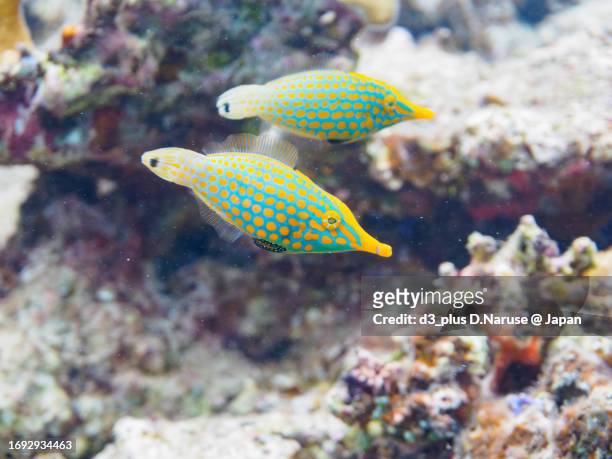 the cute harlequin filefish and others in wonderful coral reefs.

gahi island beach, zamami island, zamami vil., shimajiri, okinawa, japan.
photo taken november 24, 2022.
in underwater photography. - spotted fish stock pictures, royalty-free photos & images