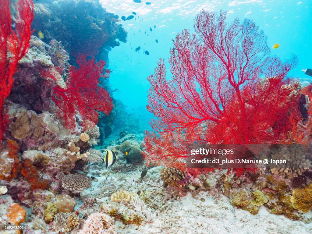 Gorgeous red Gorgonian Fields and others in Wonderful coral reefs.
Gahi Island beach, Zamami Island, Zamami Vil., Shimajiri, Okinawa, Japan.
Photo Taken November 24, 2022.
In underwater photography.