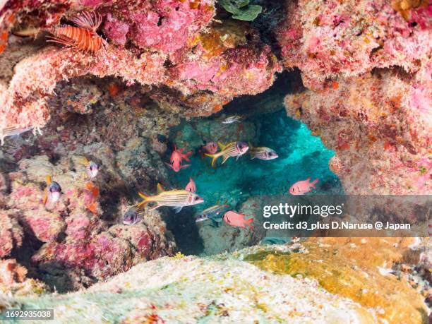 the beautiful schools of blotcheye soldierfish and sammara squirrelfish and others in sea cave in wonderful coral reefs.

gahi island beach, zamami island, zamami vil., shimajiri, okinawa, japan.
photo taken november 24, 2022.
in underwater photography. - bigscale soldierfish stock pictures, royalty-free photos & images