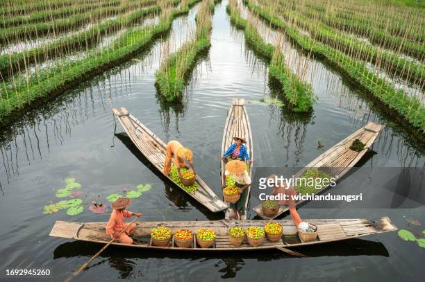 floating gardens at inle lake, myanmar - birmaanse cultuur stockfoto's en -beelden