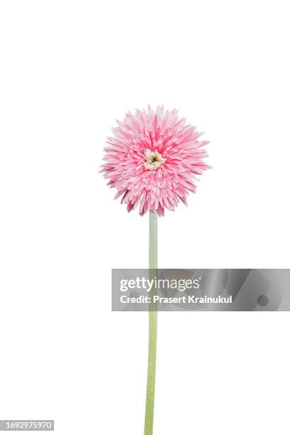 chrysanthemum, clipping path - chrysanthemum stock pictures, royalty-free photos & images