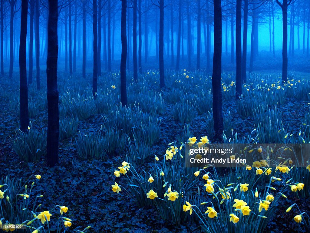 Daffodils in the blue mist