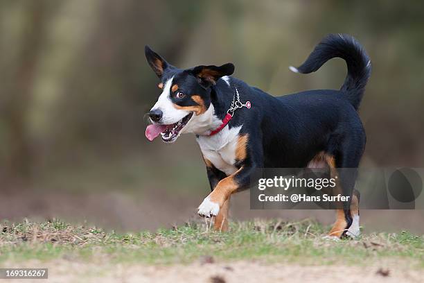 entlebucher mountain dog! - entlebucher sennenhund stock pictures, royalty-free photos & images