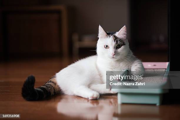 munchkin cat sitting by scratching pole - tabby munchkin cat bildbanksfoton och bilder