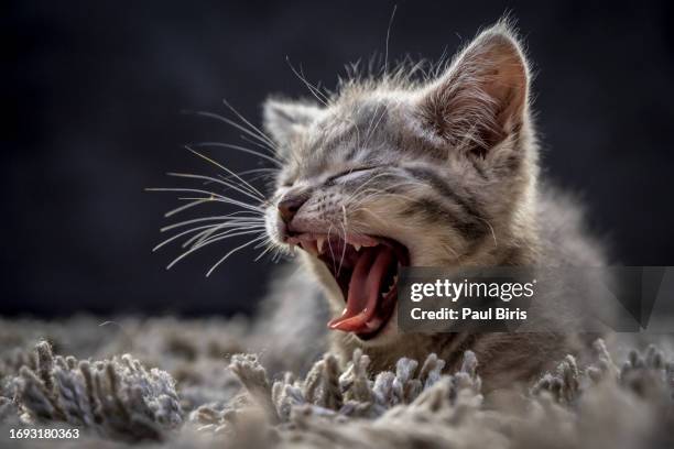 little tabby kitten lying and meowing indoors - whisker fotografías e imágenes de stock