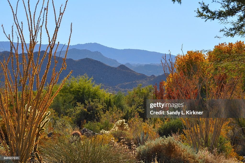 Living Desert