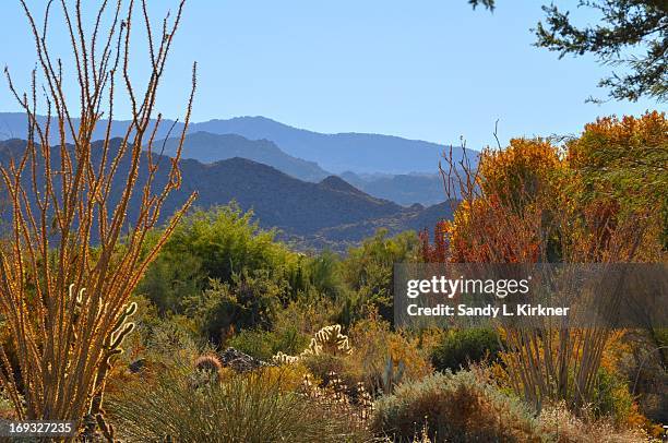 living desert - palm desert stock pictures, royalty-free photos & images