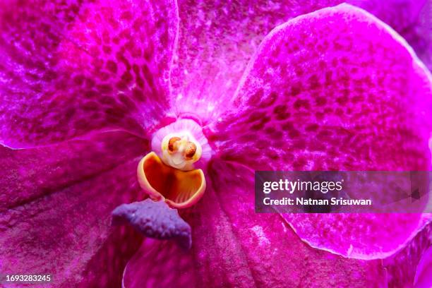close-up of purple vanda orchid. - vandaceous stockfoto's en -beelden