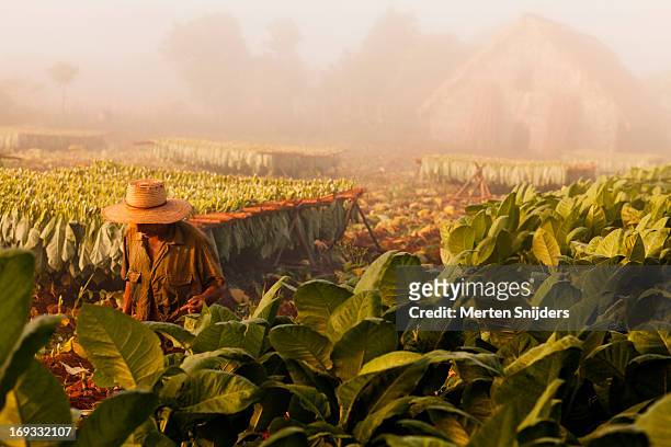 tobacco farmer on plantation - viñales cuba stock pictures, royalty-free photos & images