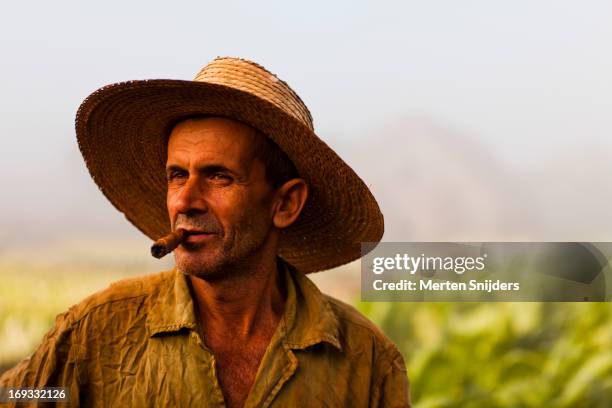 tobacco farmer with cigar on plantation - heaven cigars stock pictures, royalty-free photos & images