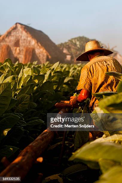 man with straw hat farming tobacco - vinales stockfoto's en -beelden