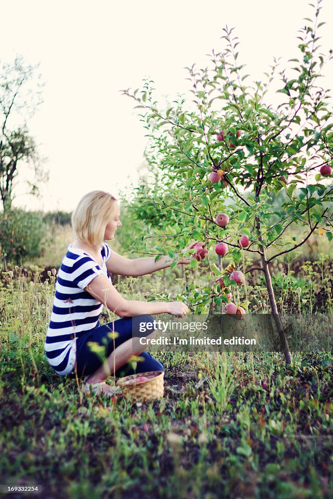 Blonde woman picking apples