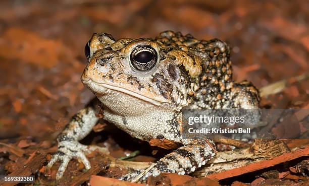 southern toad (bufo terrestris) - bufo toad stock pictures, royalty-free photos & images