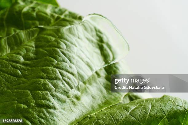 Cos Lettuce Pattern 25 Cos Lettuce Growing Stock Photos, High-Res Pictures, and Images ...