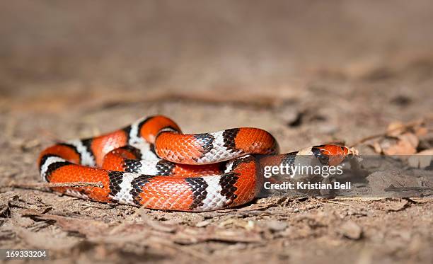 2,062 Red And Black Snake Stock Photos and High-Res Images - Getty