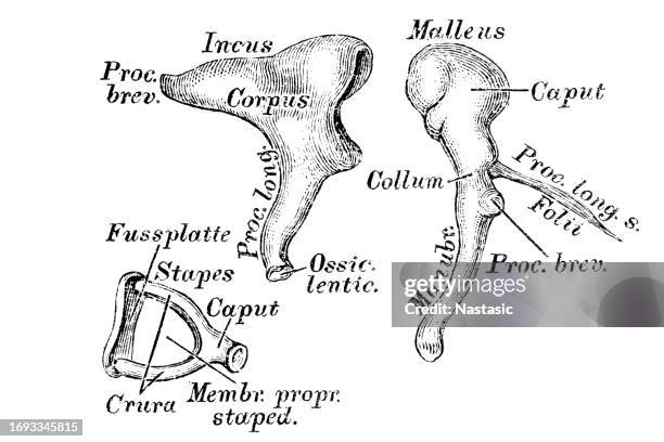 stockillustraties, clipart, cartoons en iconen met the auditory ossicles from the outside - ear drum
