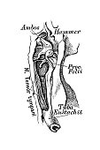 The tympanic cavity and the auditory ossicles from above