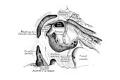 The tympanic membrane and the eardrum