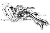 The tympanic cavity and the ear trumpet in average