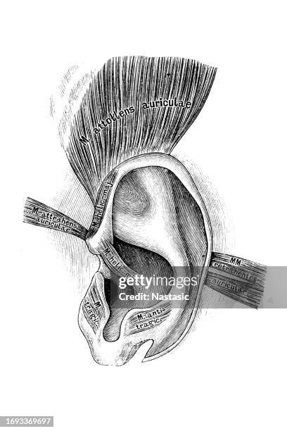 the muscles of the auricle - percussion section stock illustrations