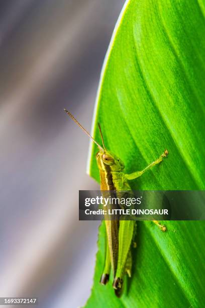 a grasshopper on a leaf - grasshopper stock pictures, royalty-free photos & images