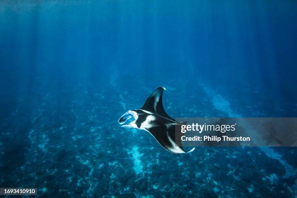 manta ray swimming past in clear blue open ocean - south pacific ocean stock pictures, royalty-free photos & images