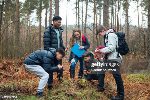 inspecting in the wilderness - learning environment stock pictures, royalty-free photos & images