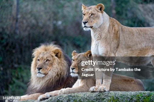 Three lions Three lions