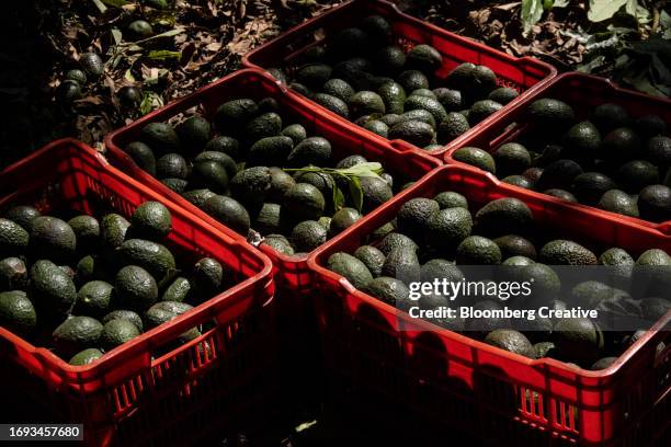 harvested avocados in crates - plastic vegetable crates stock pictures, royalty-free photos & images