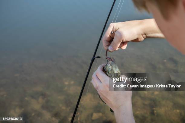 person taking a blue gill fish with a worm off a hook while fish - fishing hook worm stock pictures, royalty-free photos & images