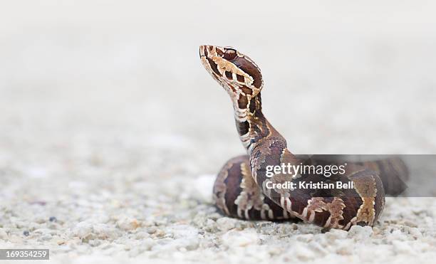 cottonmouth - cottonmouth snake stock pictures, royalty-free photos & images