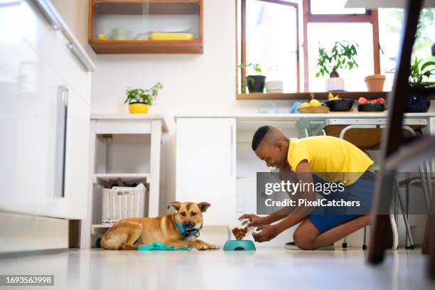 teenage boy pours biscuits into bowl for his dog in kitchen - dog bowl stock pictures, royalty-free photos & images