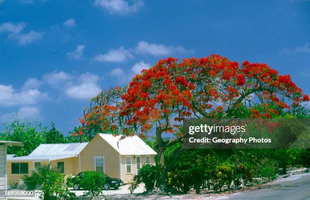 Flame tree, Cayman Brac, Cayman Islands, British West Indies